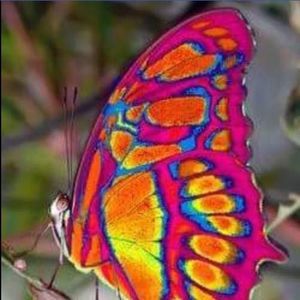 Meet your Posher, Paula